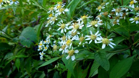 batch_RIMG0939