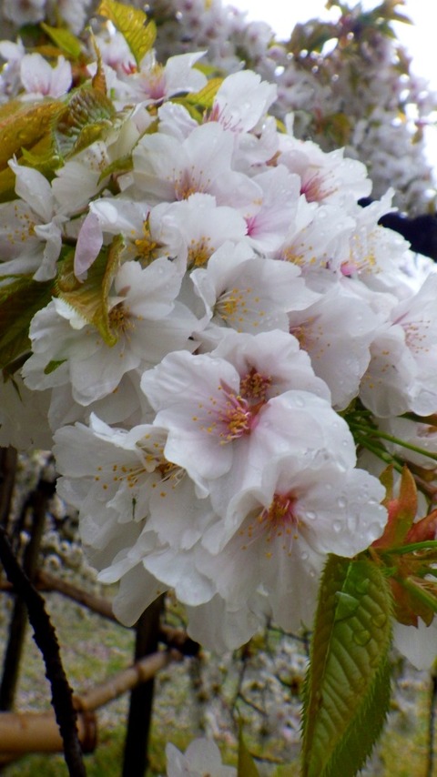 batch_RIMG5334
