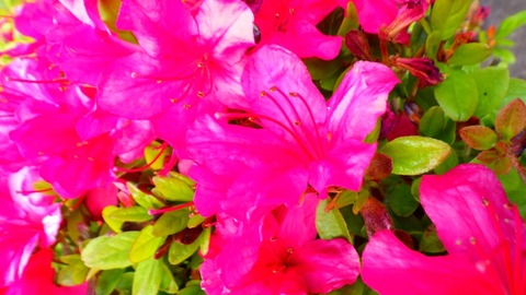 batch_RIMG6905