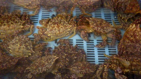 batch_RIMG5649
