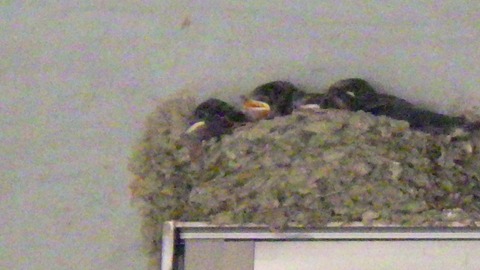 batch_RIMG7989