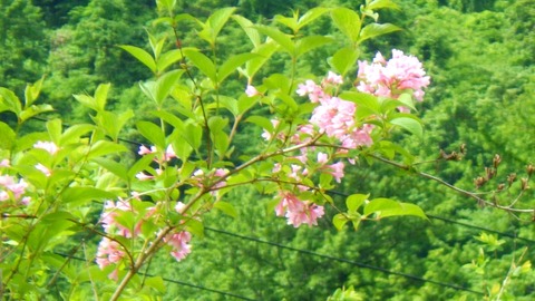 batch_RIMG7863