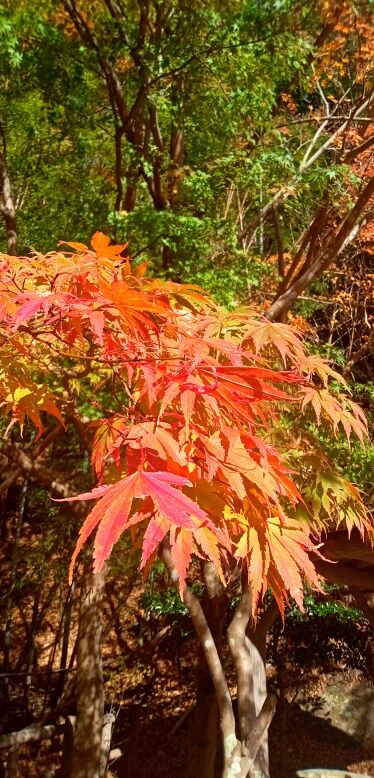 batch_IMG_20251207_132846