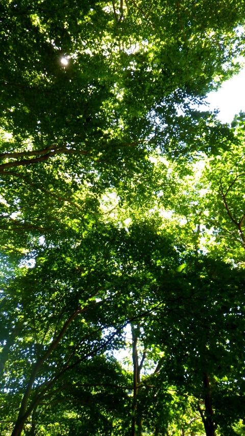 batch_RIMG0585