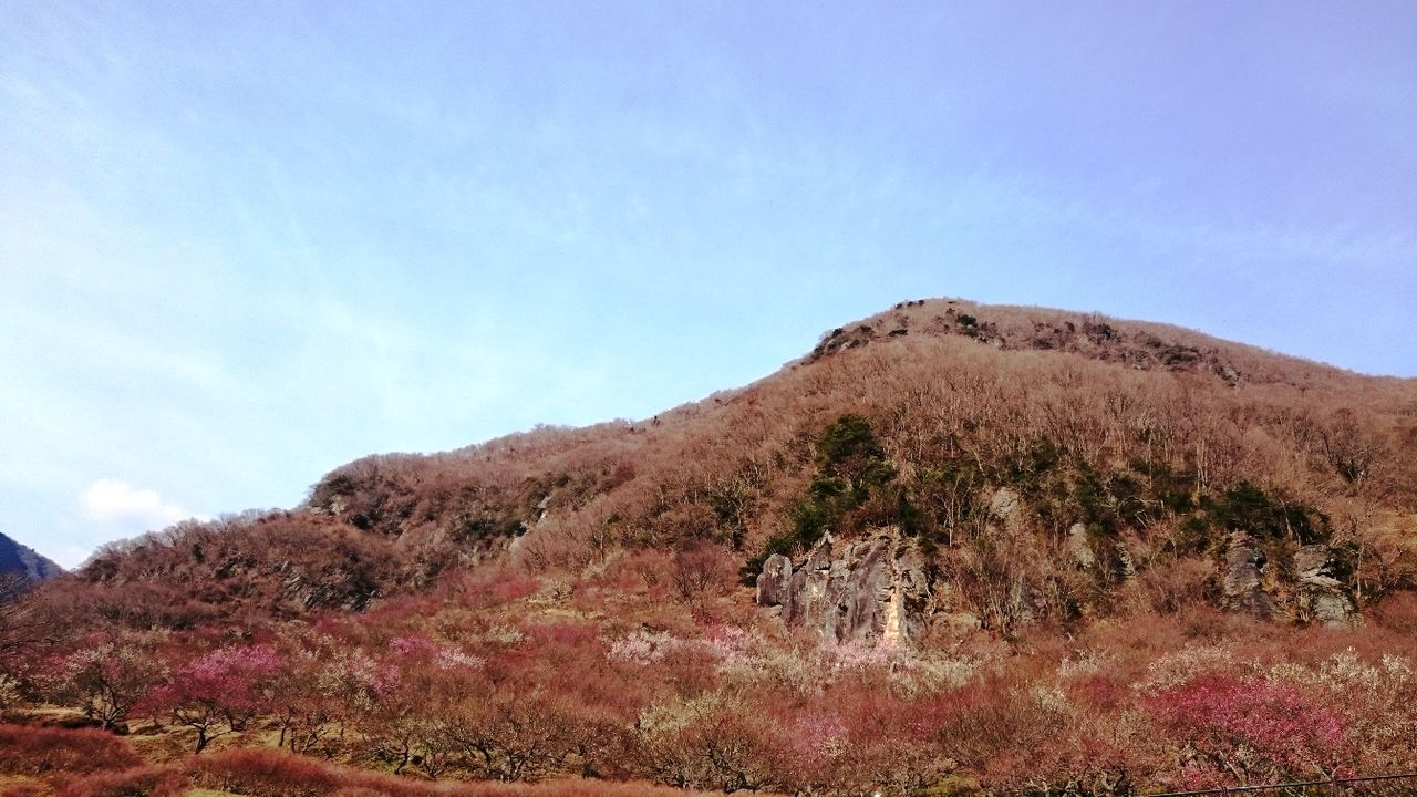 イメージ 16
