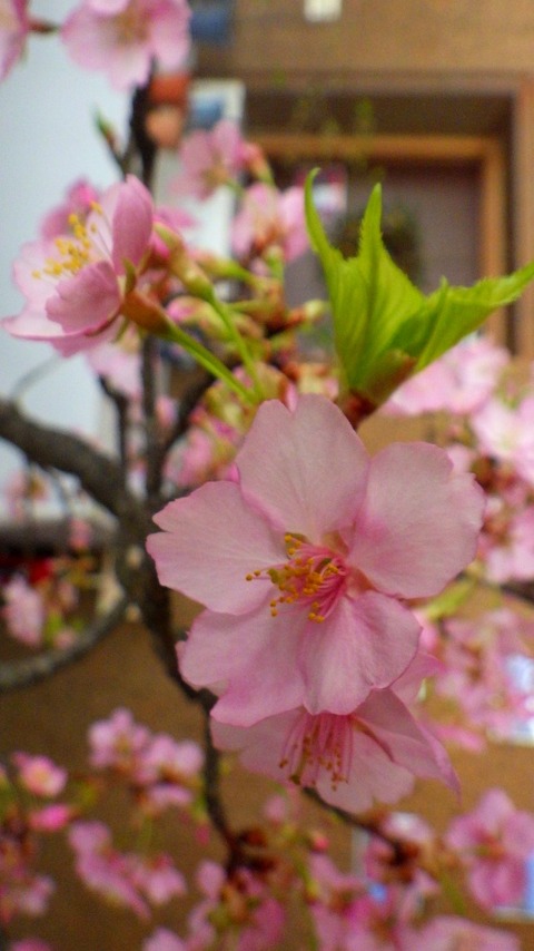batch_RIMG5725