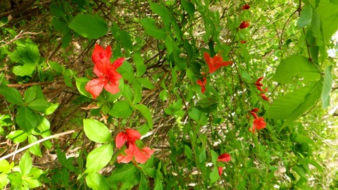 batch_RIMG6935