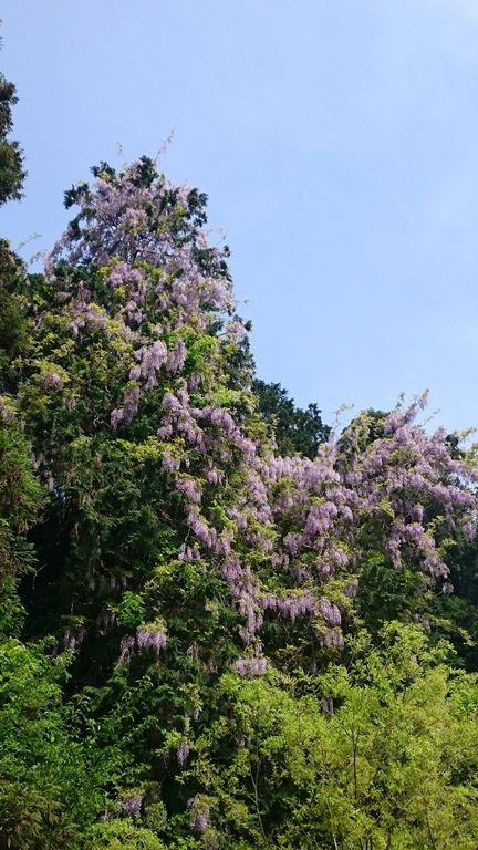 イメージ 9