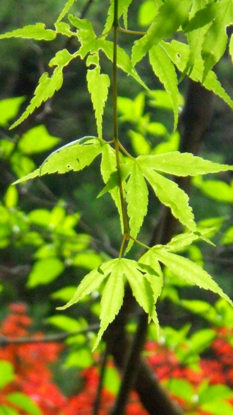batch_RIMG6771
