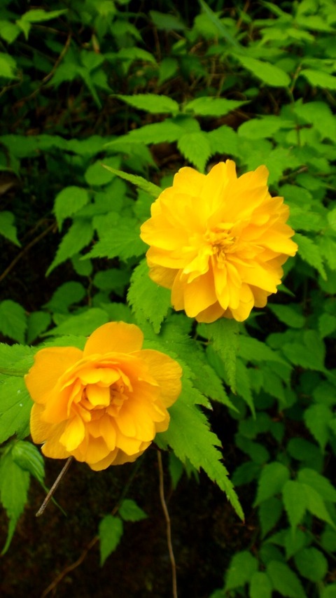 batch_RIMG6675