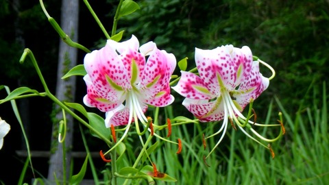 batch_RIMG0435