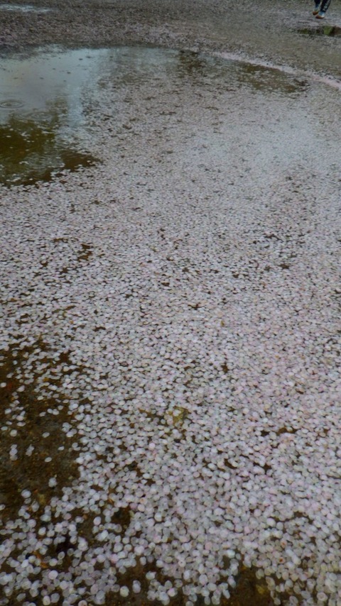 batch_RIMG5383