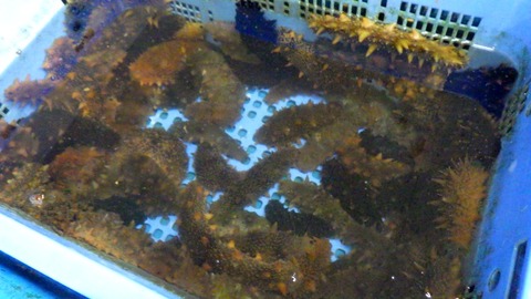 batch_RIMG5647