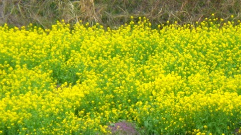 batch_RIMG5987