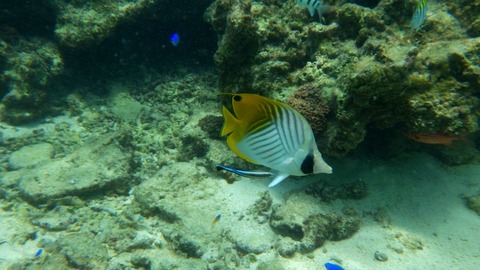 RIMG8384