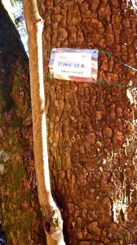 batch_RIMG2943