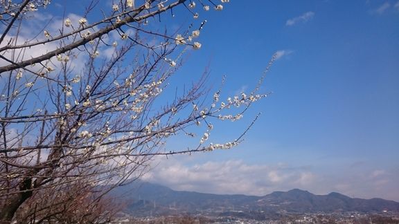 イメージ 17