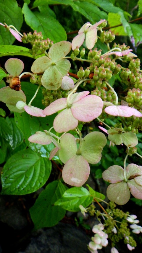 batch_RIMG0933