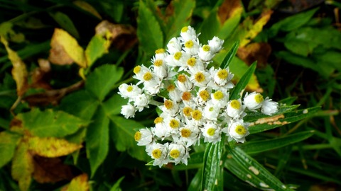 batch_RIMG0958