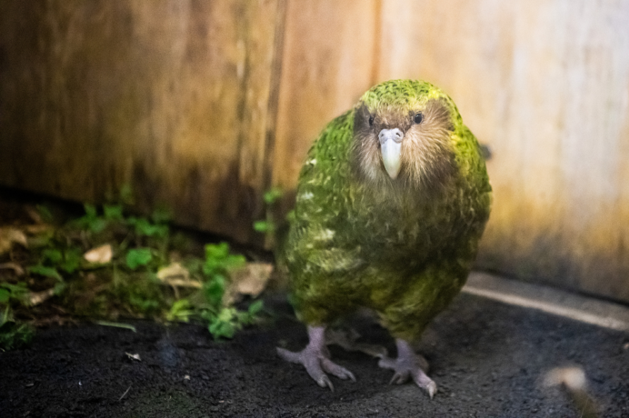 Kakapo