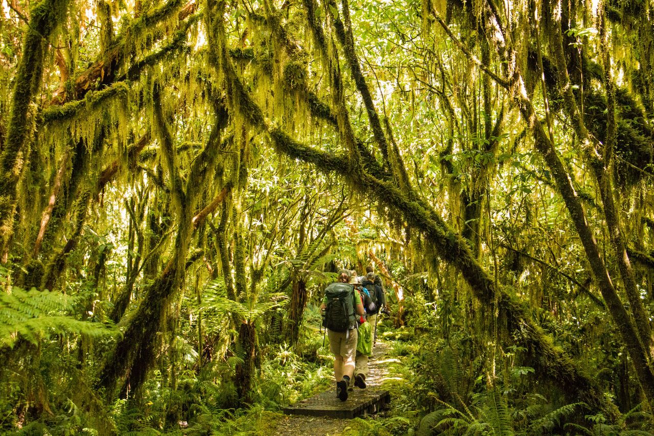 MT-forest and mosses