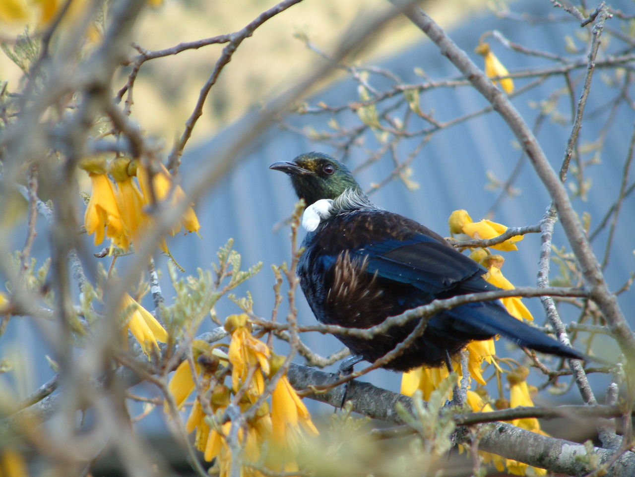 tui