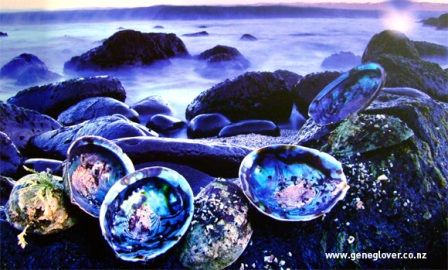 paua-shell-beach-sm