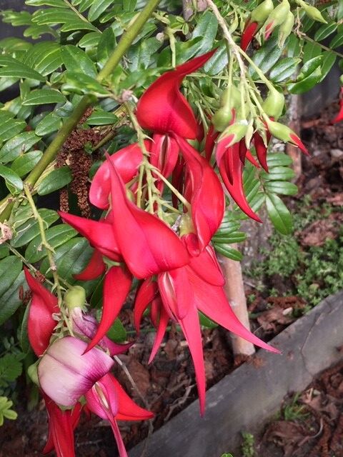 kakabeak flower