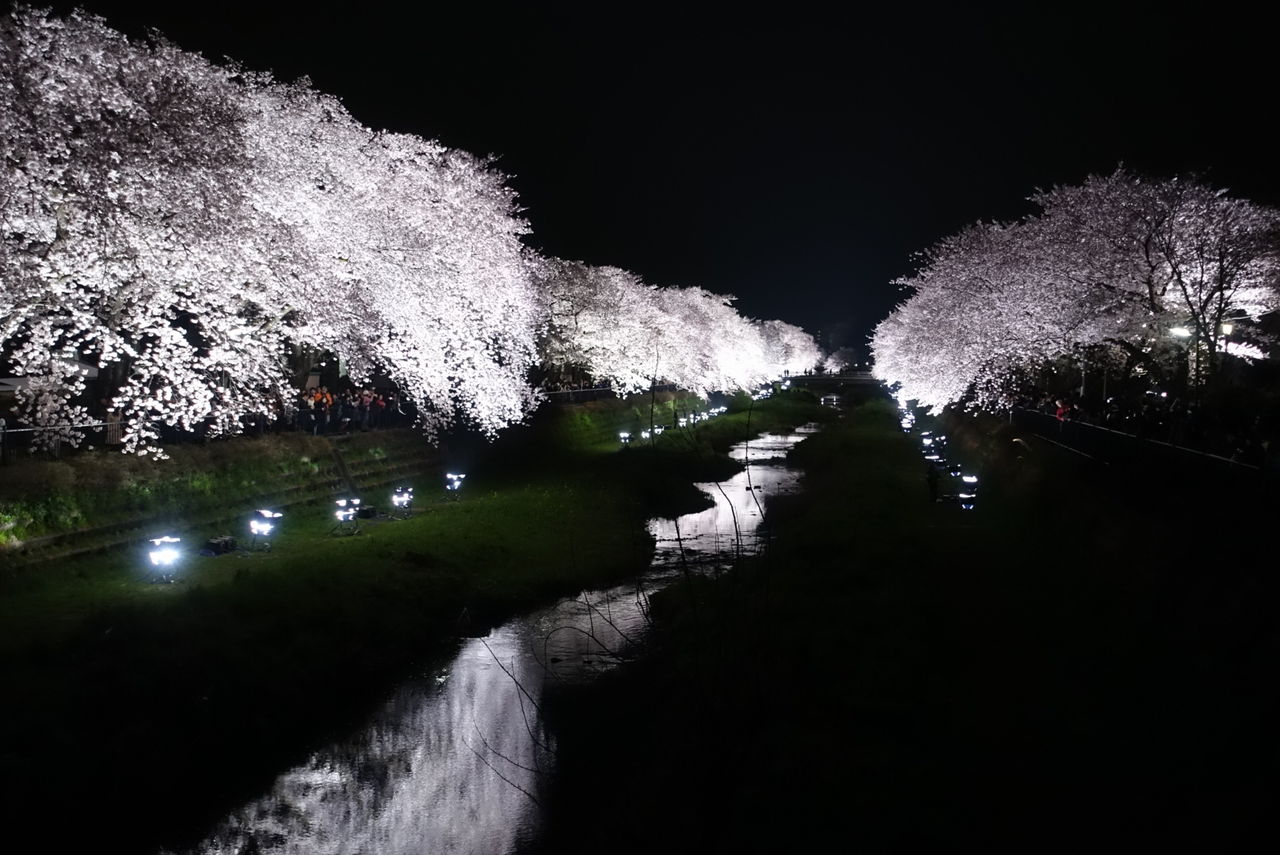 野川 桜 ライトアップ 東京都調布市 美酒佳肴 びしゅかこう 酒と美食にうつつをぬかす親爺の覚書き