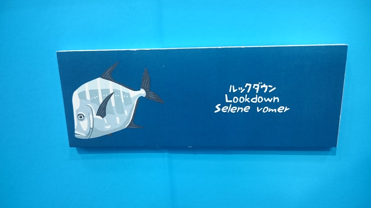 さかなのかおとかたち 野良犬diary