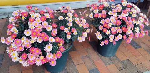 IMG_20210320_092230