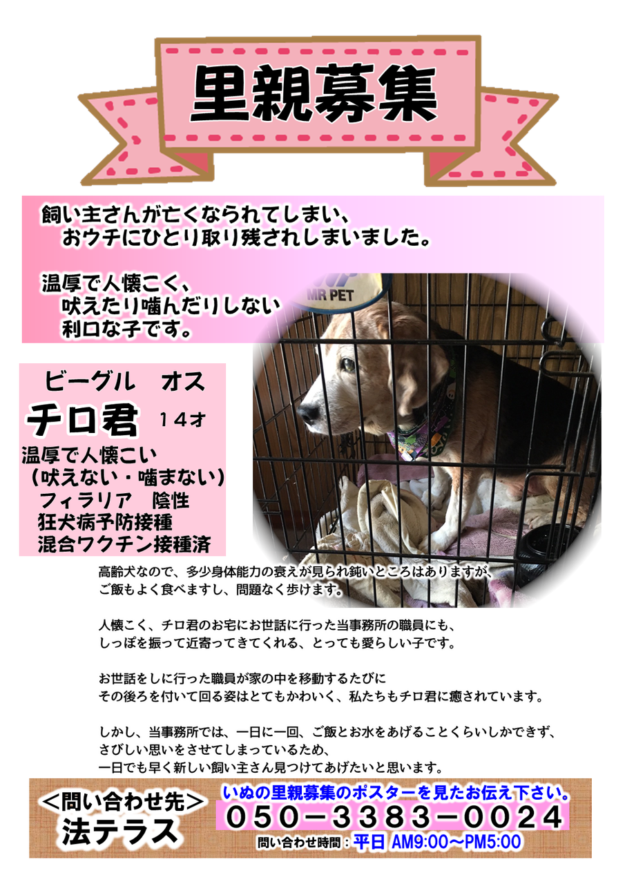 飼い主死亡 ビーグル 里親募集 ポスター B W 飼い主死亡 ビーグル 里親募集 ポスター B W