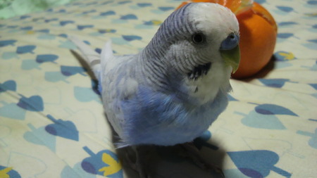 2011022621330001