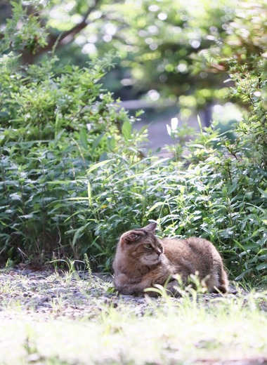 にゃんこ