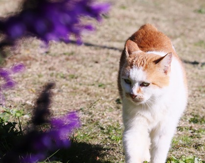 にゃんこ