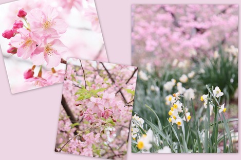 河津桜