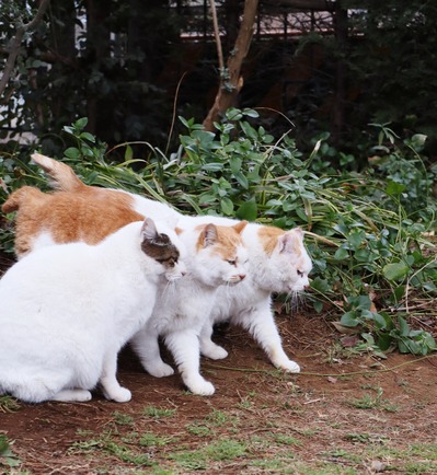 にゃんこ