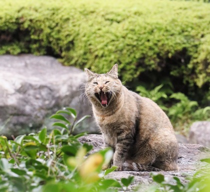 にゃんこ