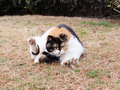 にゃんこ