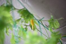 ���������μ�1��