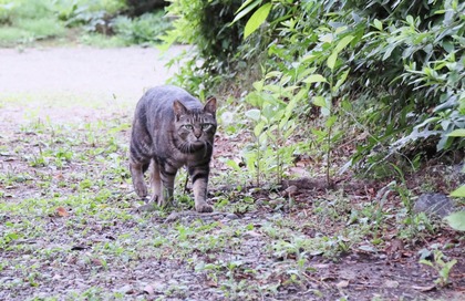 にゃんこ