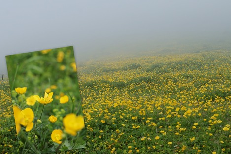 Mannlichen