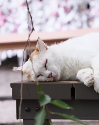 にゃんこ