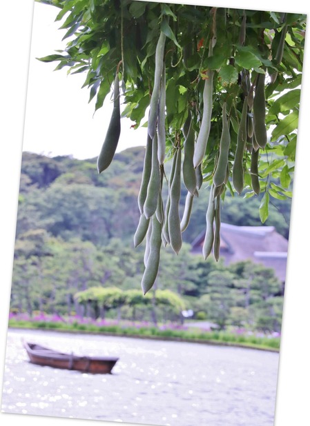 三渓園 6月
