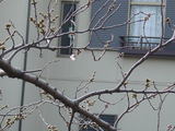 一輪の花