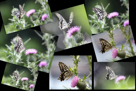 �ʥߥ�����