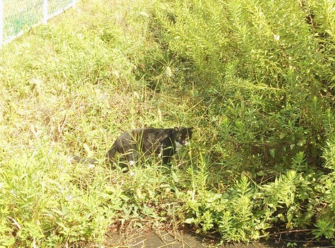 ����Υ������������