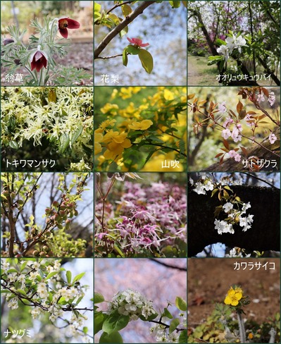 小石川植物園