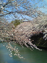 桜-3