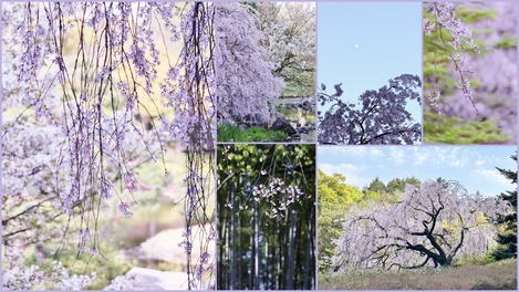 枝垂れ桜